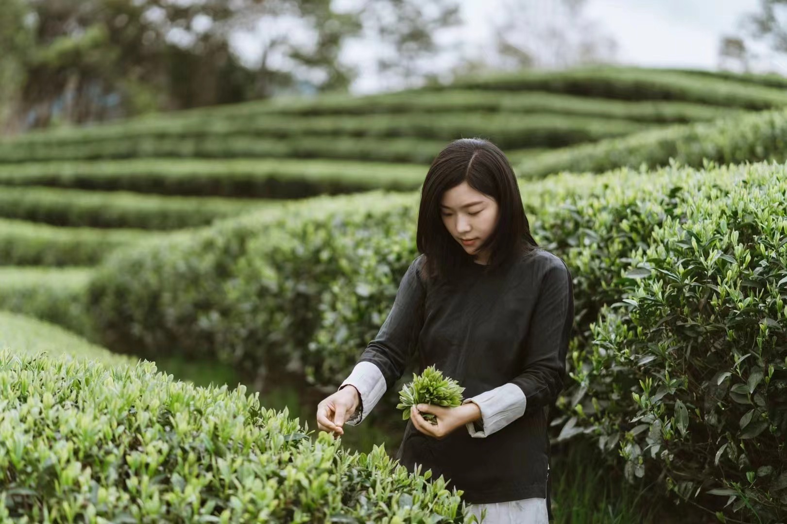 福益源▪太姥星